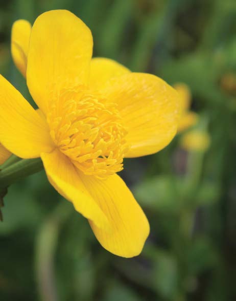 MARSH MARIGOLD