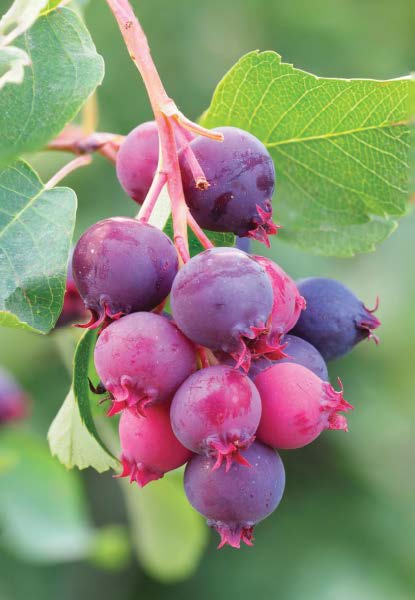 SASKATOON SERVICEBERRY