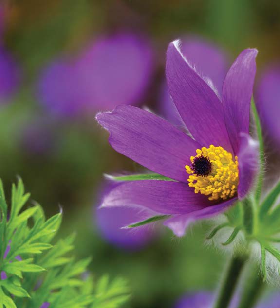 WILD PRAIRIE CROCUS