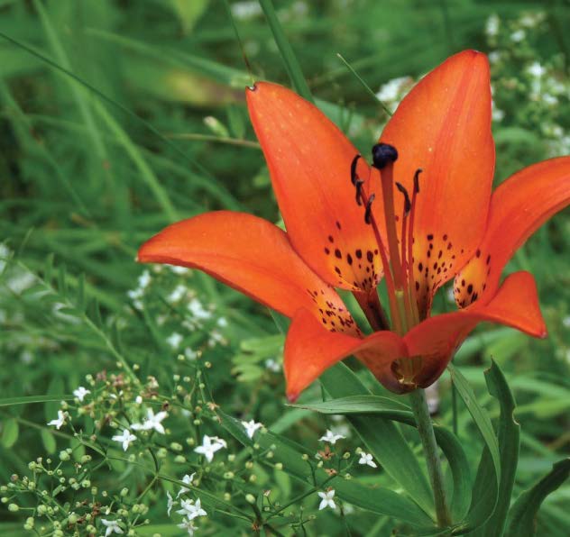 WESTERN WOOD LILY